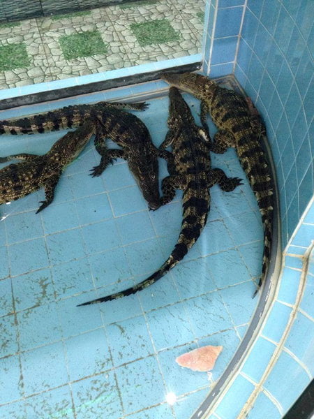 （サメのことをワニっていうところがあるそうですね）