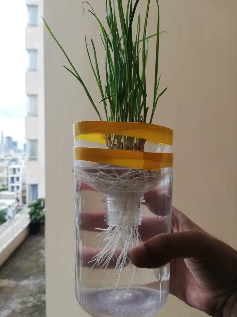【続報】ニンニクの水耕栽培