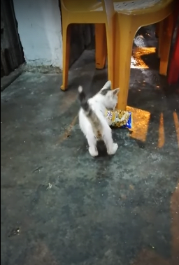 Quan Ba Chienのネコ