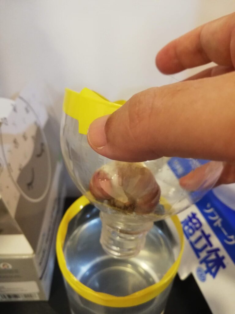 ニンニクの水耕栽培
