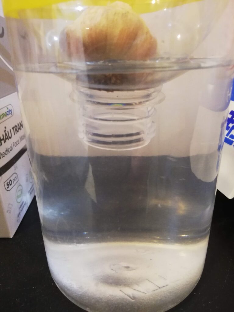ニンニク水耕栽培