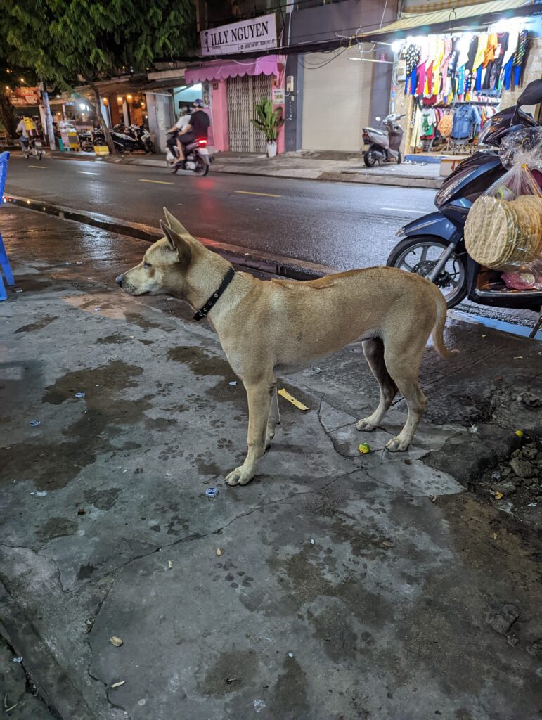 犬