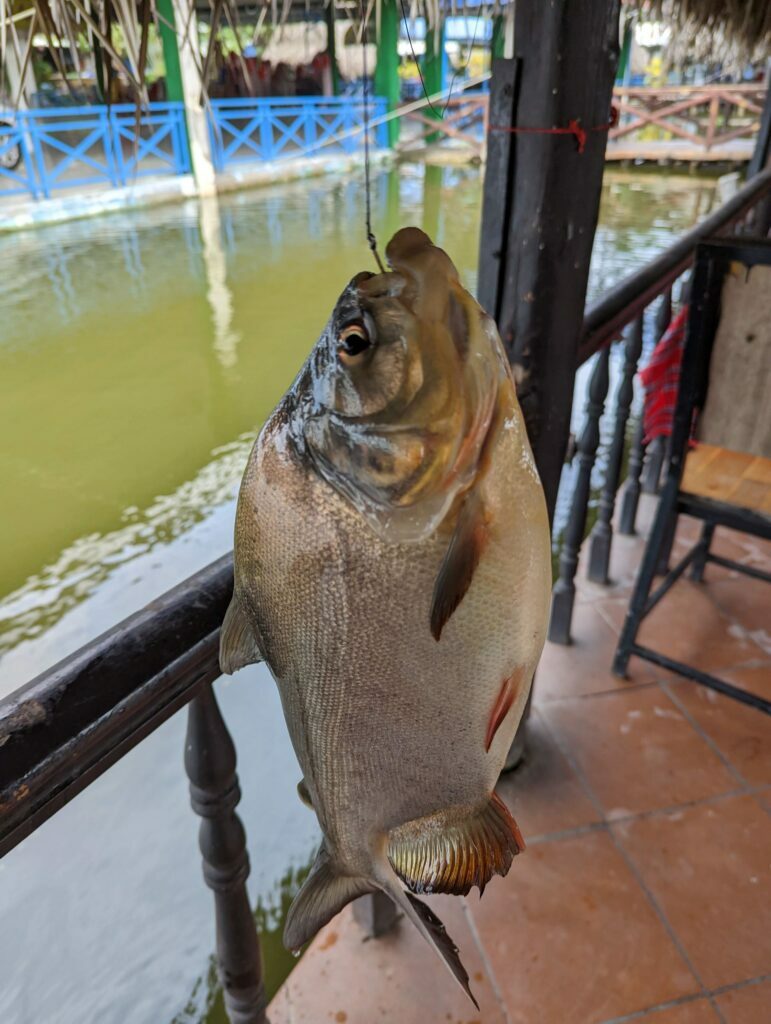 30cm弱の大物が釣れました